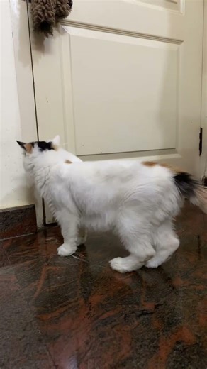 Her name is ruby 🫶🏻😅❣️#cat #shorts #trending #viral #youtubeshorts