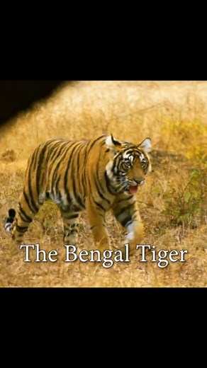 607K views · 10K reactions | Bengal—where every moment is an experience! From the bustling streets of Kolkata to the untouched beauty of the Sunderbans, from the rolling hills of Darjeeling to a history that shaped generations, and a cuisine that defines indulgence. A land of contrasts, cultures, and endless wonders.Banglar mati, Banglar jol, Banglar bayu, Banglar phol, Punyohoke korilo dan.#IncredibleBengal #KolkataToDarjeeling #SunderbansWildlife #TasteOfBengal | Oh Kolkata | Facebook