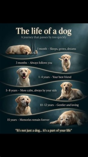 The Emotional Life Journey of a Dog 🐶❤️