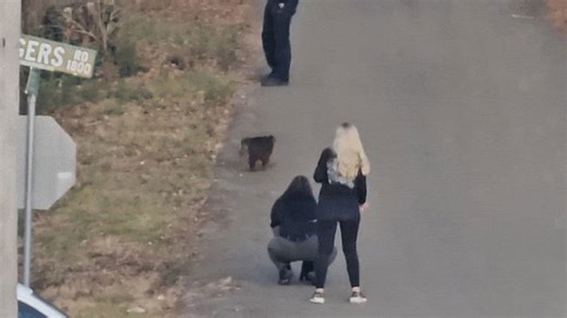 Monkey captured after damaging Tennessee pawn shop