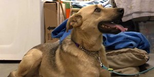 Dogs from Afghanistan up for adoption locally