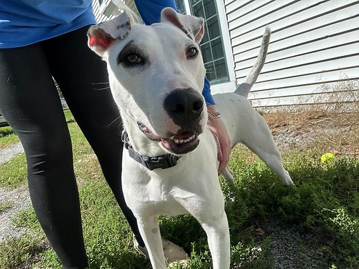 1.9K views · 40 reactions | Meet Roomba! Roomba is a 1 year old deaf...