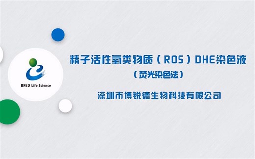 博锐德-精子活性氧类物质（ROS）DHE染色液（荧光染色法）