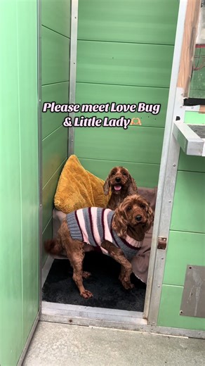 Please meet Love Bug🐞 and Little Lady🎀 Two cockapoo girls who are simply perfection with a heartfelt history and a bond not to be broken♥️ These sweet girls are very bonded, so we are looking for a special home where they can stay together🫶🏼 #dogrescue #rescuedogs #cockapoo #cockapoosoftiktoks #adoptdontshop