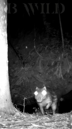 Explorando el Mundo del Tepezcuintle y la Lowland Paca en Brasil