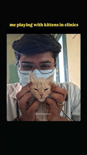 why so angry bro !?!? #funny #cats