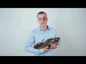 AdLaunch kiri Slushin pitchauskisan kolmen kärkeen