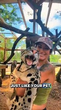 Meet the Clouded Leopard Cub — The Cutest Climber You’ll Ever See! 🐆#cloudedleopard #animalfacts