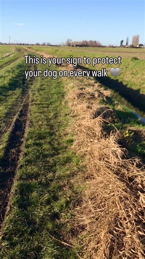 Equine Fly Repellent & Grooming | Stable Environment UK on Instagram: "Here comes my girl Macy, running at full pelt, she loves to run! Sits at my feet and it’s so nice to know that she’s fully protected with my K9 Care spray! For a silver lab, prone to skin issues, Macy has none! No issues at all 🩶 We get out and about everywhere, the tracks near home are very muddy now but a quick wipe down and spritz after a walk top her right back up! K9 Care - ✔️ Helps repel fleas & ticks ✔️ Conditions & d