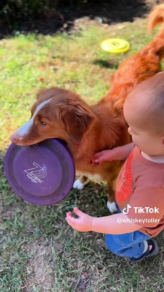 Adorable Hyper Toller Dog and Baby Moments