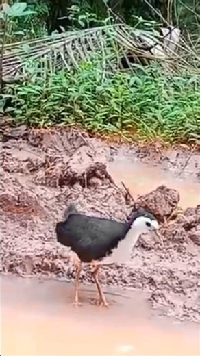 SUARA PIKAT RUAK-RUAK BETINA #youtubeshorts #videoshorts