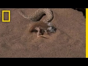 Snake vs. Lizard | National Geographic