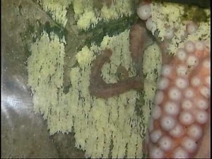 GIANT PACIFIC OCTOPUS GIVES BIRTH AT SIDNEY AQUARIUM