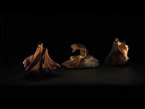 Libellule & Papillons / Extrait (2008)