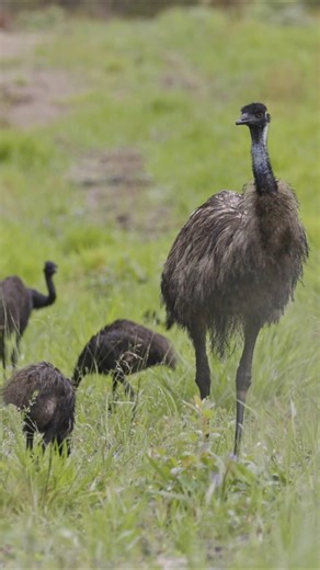 The emu up close: Observing Australia's native marvel