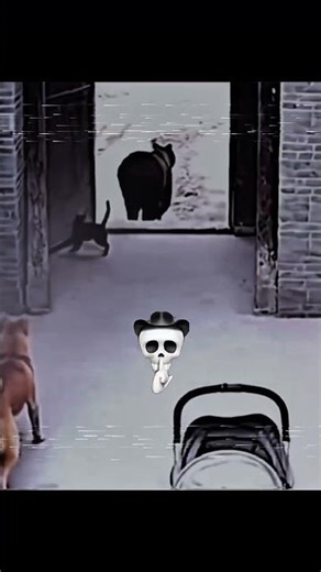 Useless cat vs King of Cat