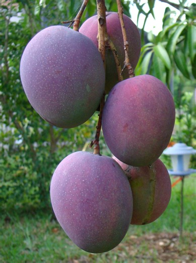 Quality Grafted Mango Seedlings for Sale in Matugga