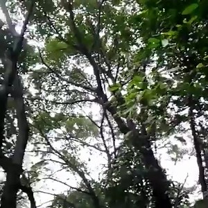 ONLY 1 more sleep until the Forest. | Hidden Forest