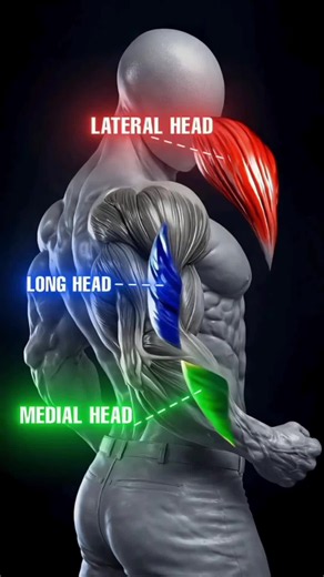 Grow your triceps by training all three heads.#fitonomy #glutes #legworkout #gymtips #strengthtraining