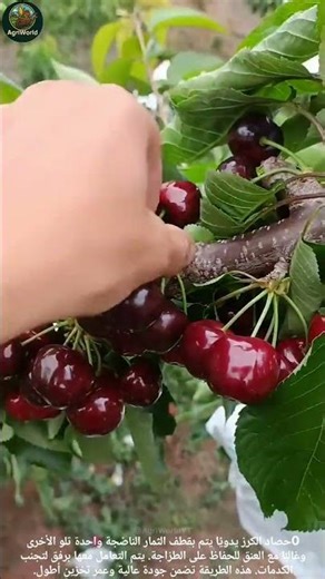 Cherries Harvesting By Hand: حصاد الكرز يدوياً. #farming #زراعة #explore