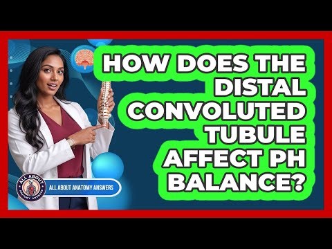 How Does The Distal Convoluted Tubule Affect PH Balance?