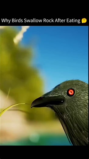 education on Instagram: "Birds swallow small rocks or pebbles (called grit) after eating because they don’t have teeth to chew their food. Here’s how it works step by step: Swallowed food goes to the crop – a storage pouch where food softens a bit. Then it moves to the gizzard – a strong, muscular part of the stomach. The gizzard uses the swallowed stones or grit like grinding tools — the rocks crush and grind up hard food (like seeds, grains, or insects) into smaller, digestible pieces. Once th