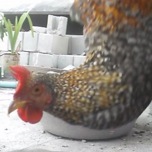 It's impossible to make this chicken move its head 😂🐔 | UNILAD