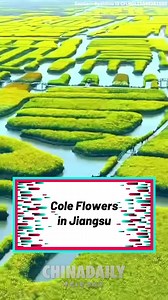 2.7M views · 10K reactions | #ChinaCanvas Ever wanted to wander through a sea of #flowers? The cole flowers in Xinghua, Jiangsu province are now in bloom and waiting for you! #spring | China Daily | Facebook