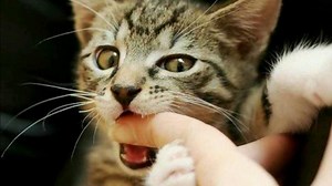 This Is Why Cats Bite You Sometimes When You Pet Them | Grunge.com