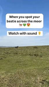 When you spot your bestie across the moor 🐎 💚 #Dartmoor #Pony #Horse #Bestie #Fun #Run #Love #Outdoors #Nature | Dartmoor National Park