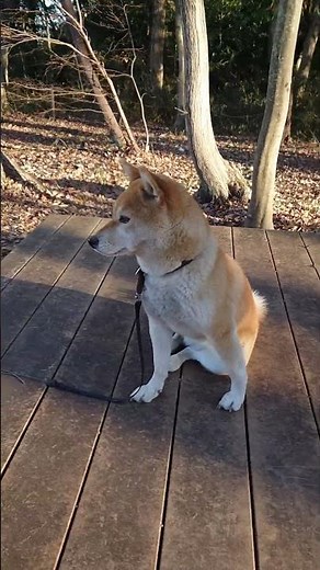 八王子 滝山城 散策 🐕 2025年 正月 🎍 #ハイキング