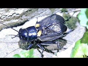 Cricket Chirping Sound Stridulation Grilo Cantando