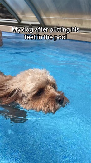 Cavapoo Finds Joy in the Swimming Pool