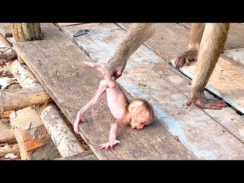🔴 Live — Mama STEPHENIE Guides Baby Through Morning Walking Practice 🌿🐒