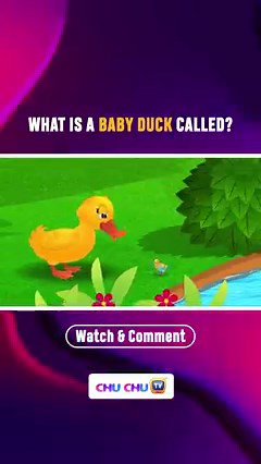 17K views · 137 reactions | Let's educate your little one on baby animals!珞 A baby cow is called Calf. A baby cat is called Kitten. But, what is the name of Baby Duck?樂 Watch the video and leave the answer in the comments below! #ChuChuTV #NurseryRhymes #KidsLife #KidsActivities #Parentlife #LearningAndFun | ChuChu TV Kids Songs & Stories | Facebook