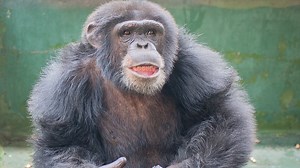 14K views · 710 reactions | Watch former research chimp Ray gain his...