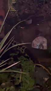 The Frog and the Mice Made some Yorkshire puddings with strawberry jam filling as a treat for the foxes and look who I’ve just spotted at the barrel pond tonight young Frog and two Mice | The Mouse family that live by the brambles