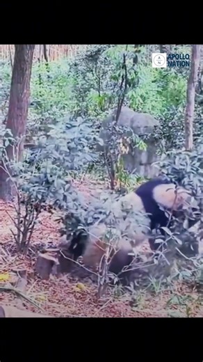 A groundhog fight might be risky—better stay away to avoid any potential viruses. #groundhog #steelbeasts #stayaway | Coast Fitness Scarborough