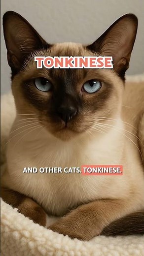 5 Best CAT BREEDS for MULTI-PET Homes 🏠🐱 #SHORTS