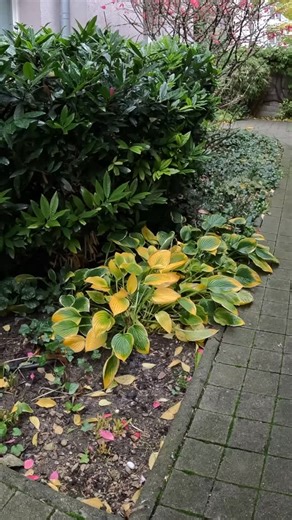 When hosta leaves turn yellow and begin to flop, it’s time to tidy them up. 🍂 Cut the stems right down to the base — this helps prevent slugs and disease over winter, and gives your plants a fresh start in spring. A quick 2-minute job that keeps the garden looking clean and cared for. | Enzuri gardening