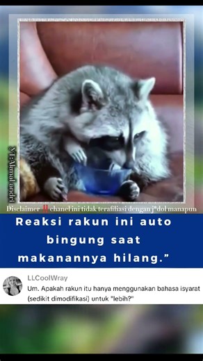 Reaksi rakun ini auto bingung saat makanannya hilang 😁