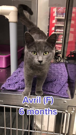 National Adoption Week at PetSmart Cambridge