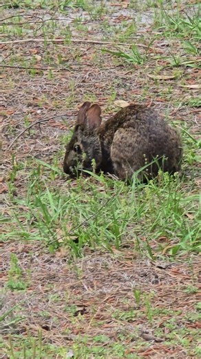 Marsh Rabbit Returns #wildlife #worldwildlifeday #nature #wildlifeentertainment #wildernessseason