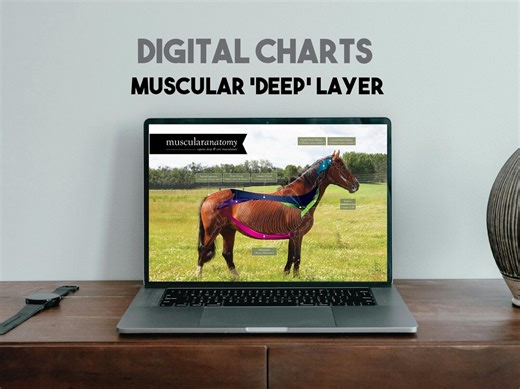 Equine Deep Musculature Chart: Digital Poster (PDF Download) - Etsy