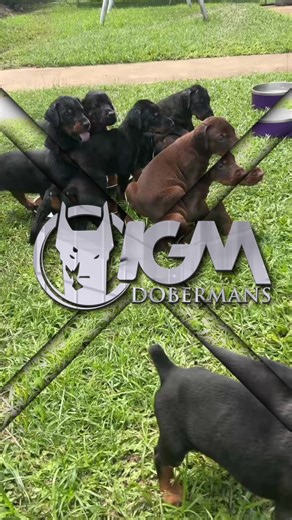 Not all Dobermans are created equal. At IGM Dobermans Trinidad, we raise nothing less than the finest — built on strength, elegance, and superior bloodlines. #IGMDobermans #EliteGuardians #DobermanExcellence #DobermanPuppies #EuropeanDobermans