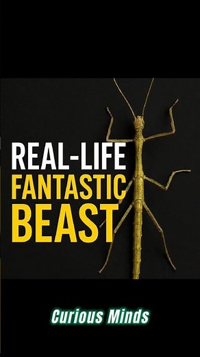The Stick Insect: A Real-Life Fantastic Beast!