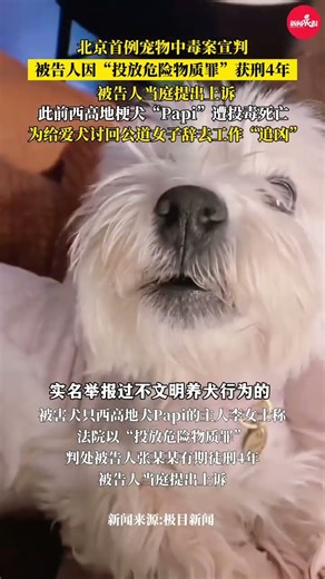 北京首例宠物中毒案被告人获刑4年 此前西高地梗犬“Papi”遭投毒死亡，主人辞去工作“追凶”#西高地 #papi妈妈 #狗狗 #毛孩子