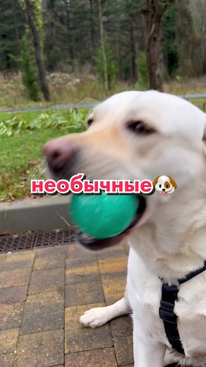 Необычные породы собак: какую из них выбрать?