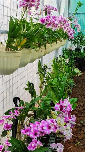 Lasna Orchid on Reels