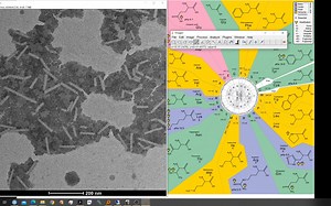 ImageJ批量测量长度（半手动）